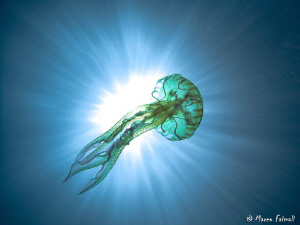 ....jellyfish against the sun...(Pelagia noctiluca)

(C... by Marco Faimali 